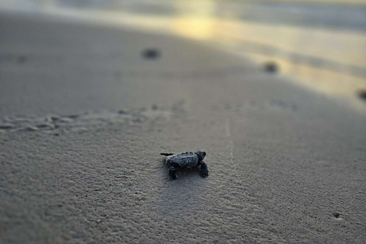 Nearly 30 post-hatchlings have washed back up onto beaches in the Coastal Bend in the past week alone.