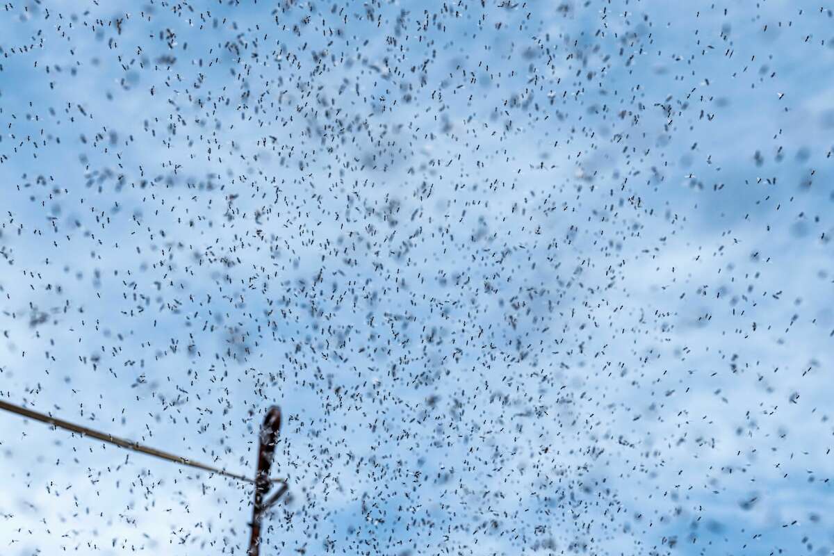 A swarm of insects against a blue sky. Photographer: Gianmarco Maraviglia/Bloomberg
