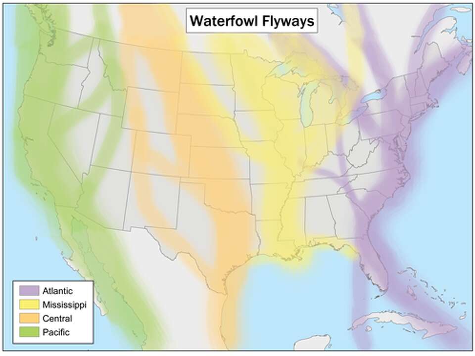 Swallow Migration Route: Discover the Epic Journey of These Birds