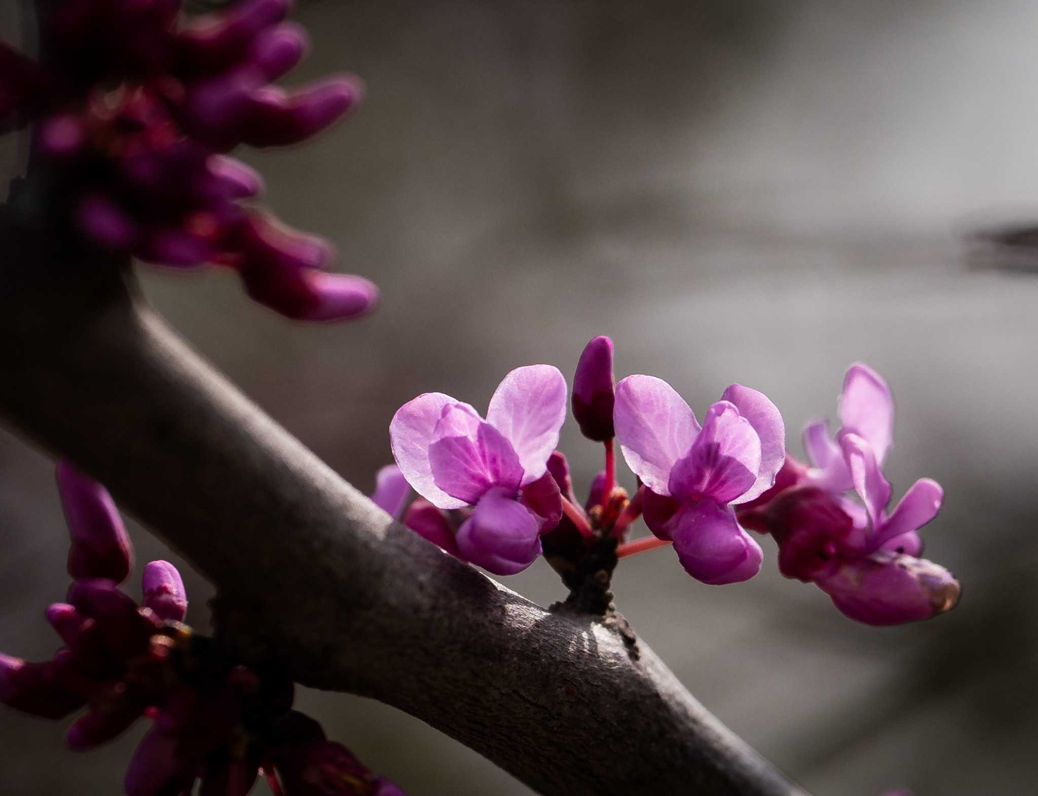 Bahá’í Naw-Ruz marks the beginning of spring