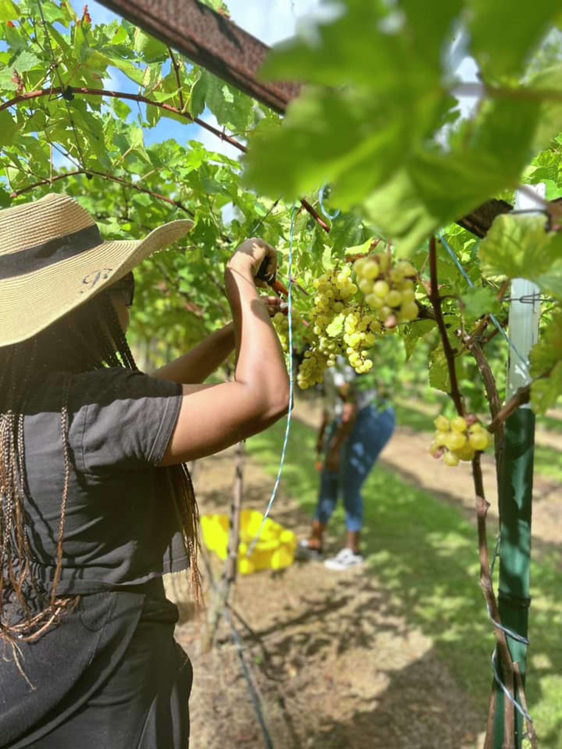 Blanc du Bois grapes coming in ahead of schedule along the Gulf Coast