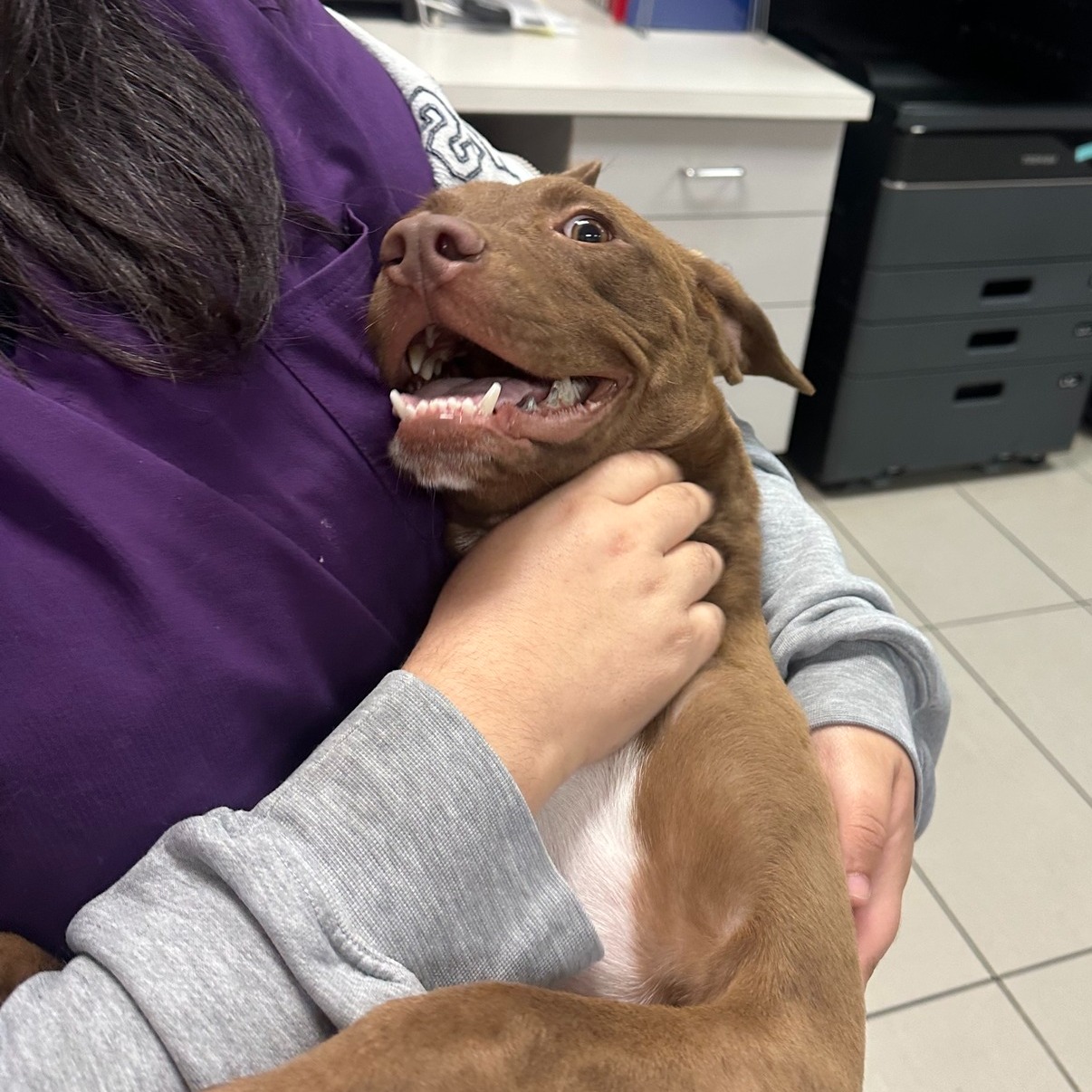 LACS presents young pit bull June as Pet of the Week for free adoption