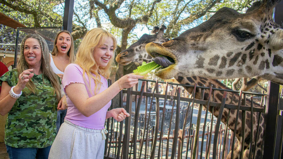 In honor of 713 Day, Houston Zoo is offering $7.13 admission tickets on Saturday July 12 and Sunday July 13.