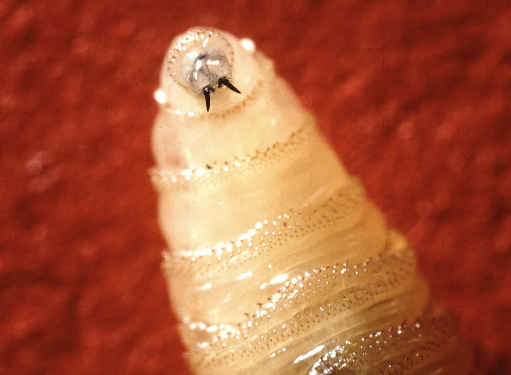 https://s.hdnux.com/photos/01/53/52/35/28223312/5/rawImage.jpg