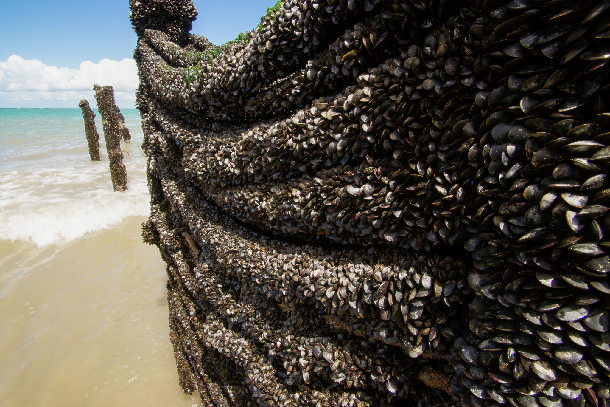 Golden Mussel Rocks A new invader threatens Cali water supplies: Golden mussels