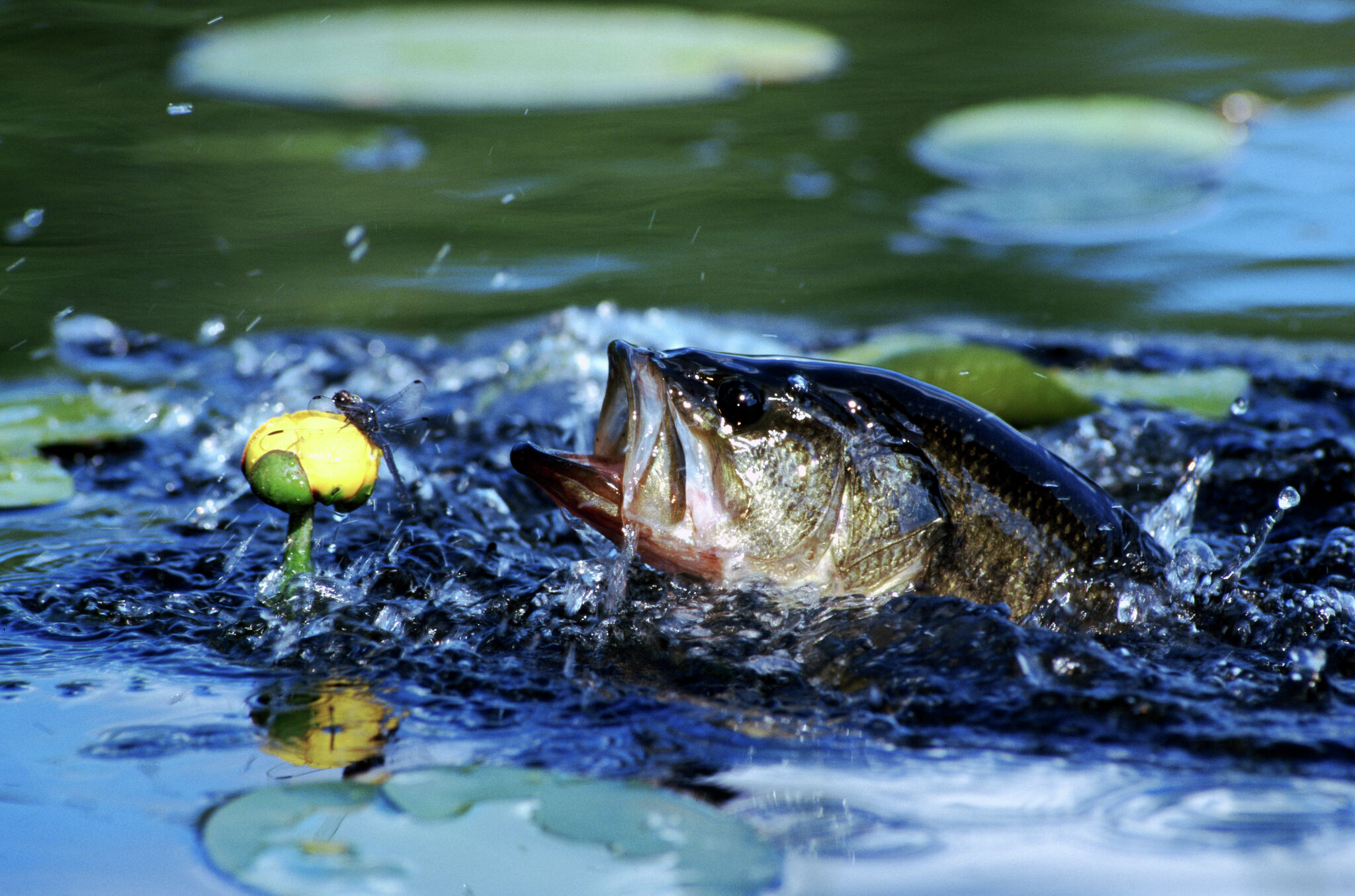 Proposed Michigan bill proposes new fish possession limits