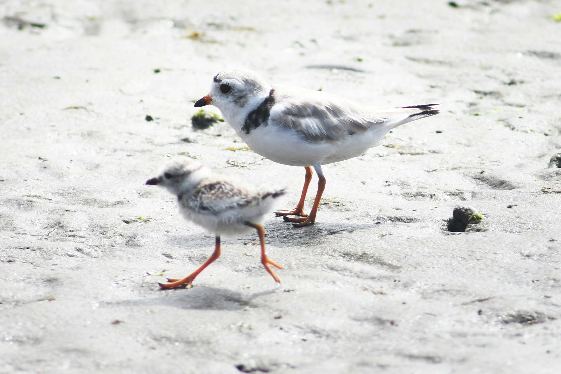 What is the State Bird of Ct