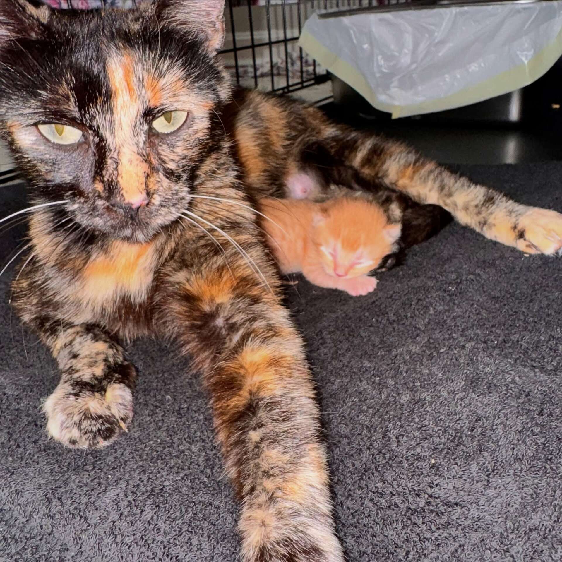 Cat Adopts Kitten: Heartwarming Tale of Unlikely Friendship