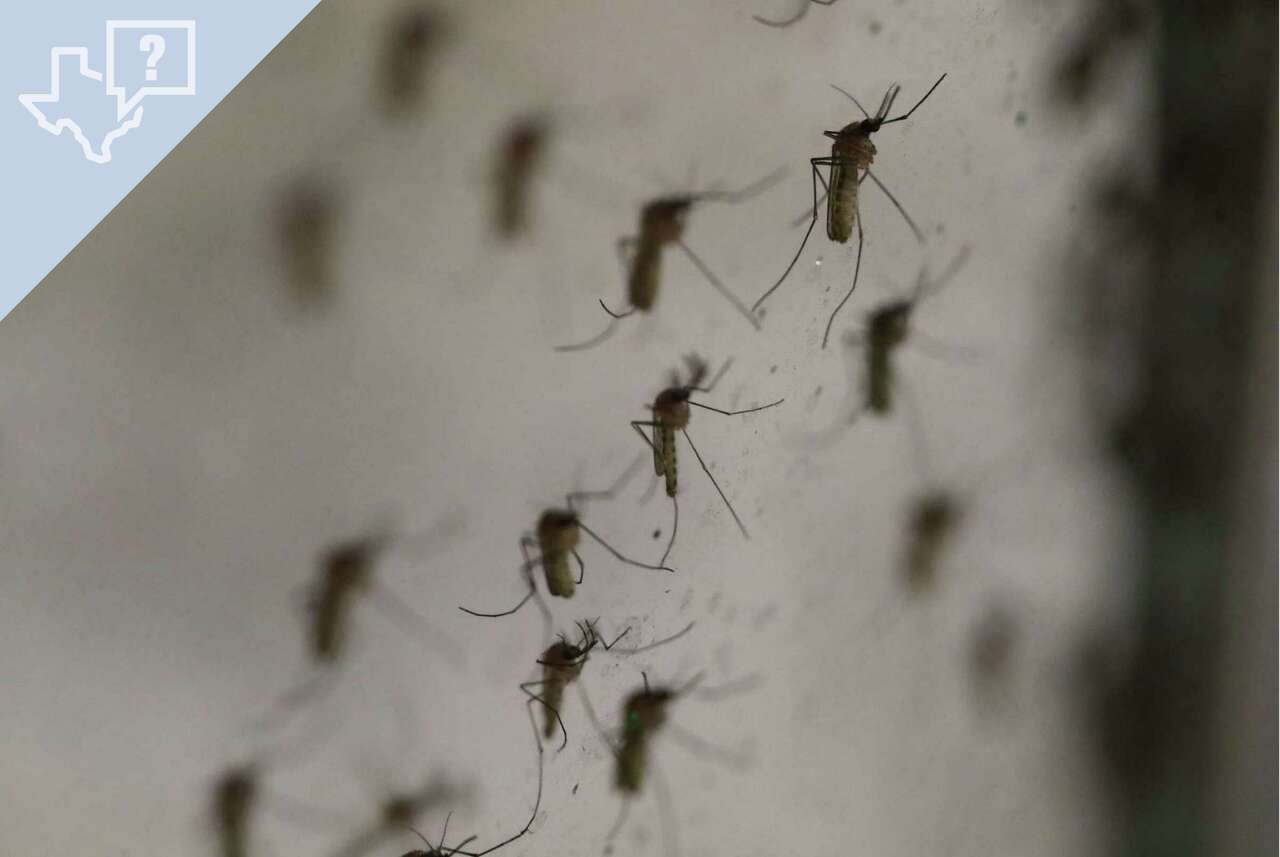 Mosquitos fly around a container Wednesday, June 9, 2021, at Harris County Public Health’s mosquito surveillance lab in Houston.