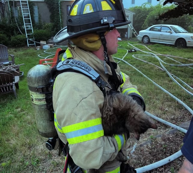 Cat saved in Milford house fire that killed other animals: Officials