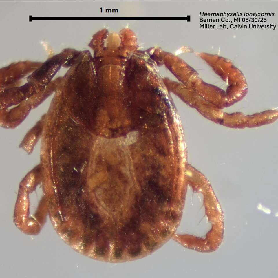 Everything to know of the Asian Longhorned Tick