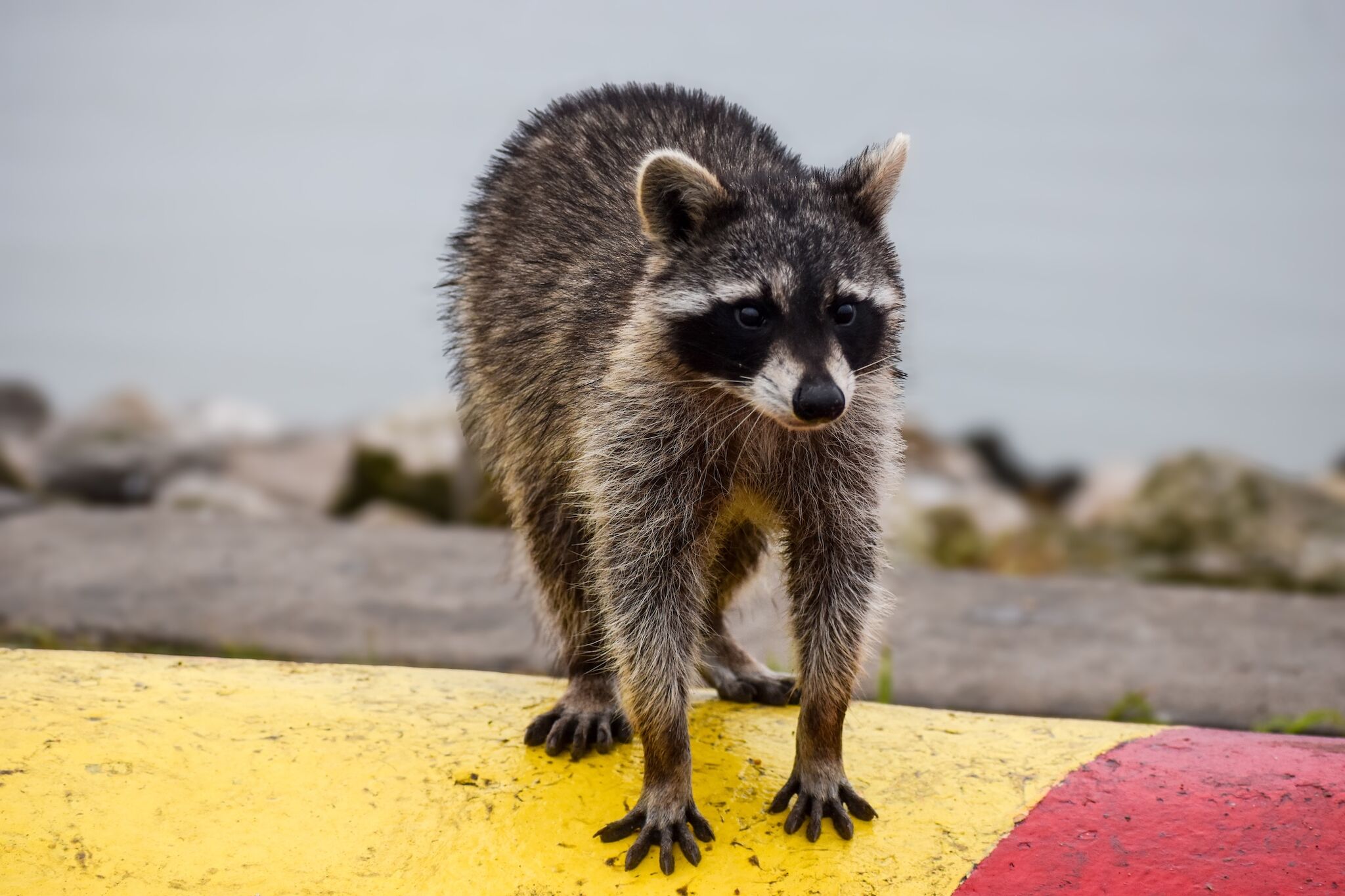 Raccoon raid riles up residents of Gulf Coast tourist town