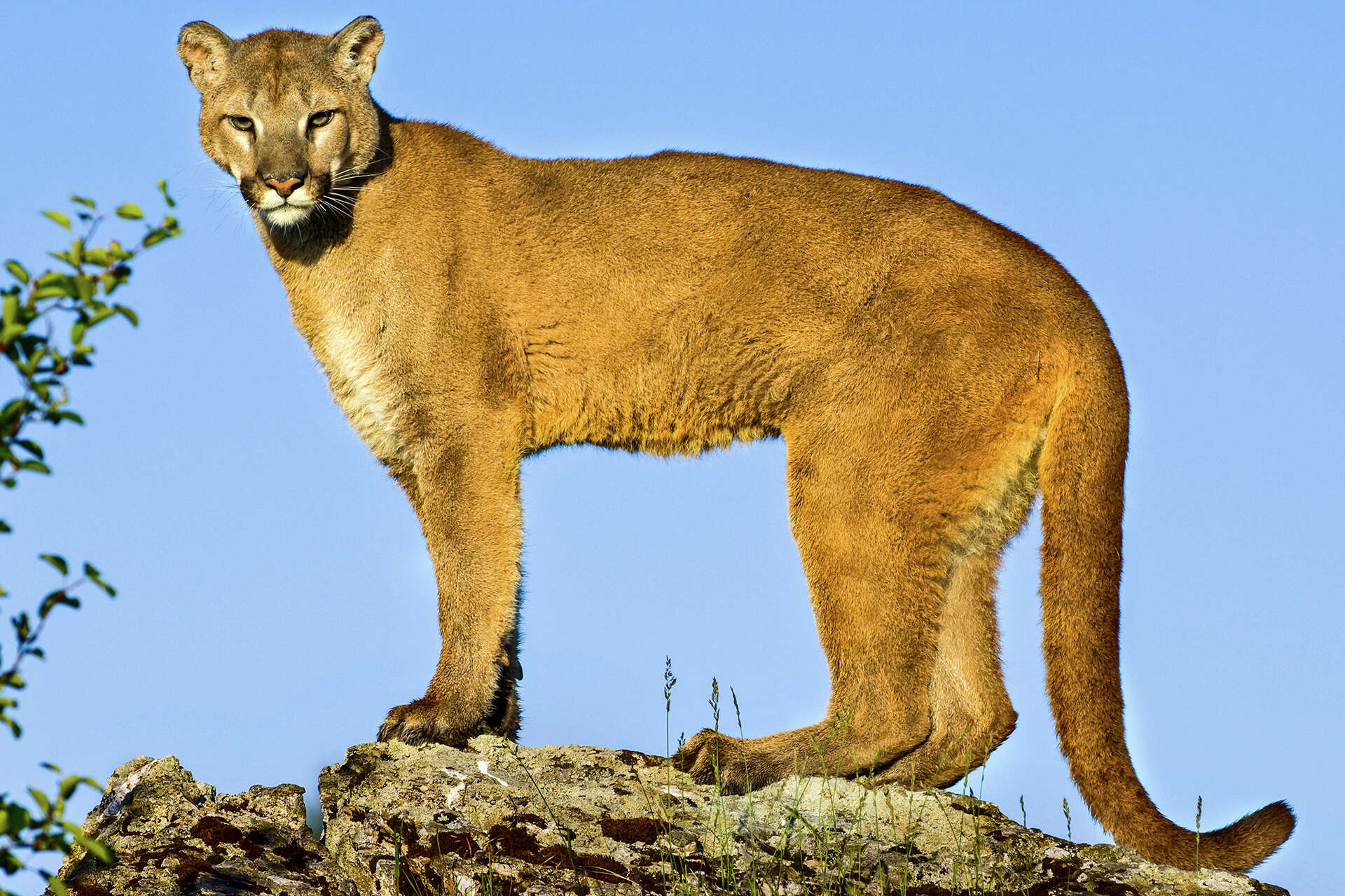 Immediate Response and Cougar Identification