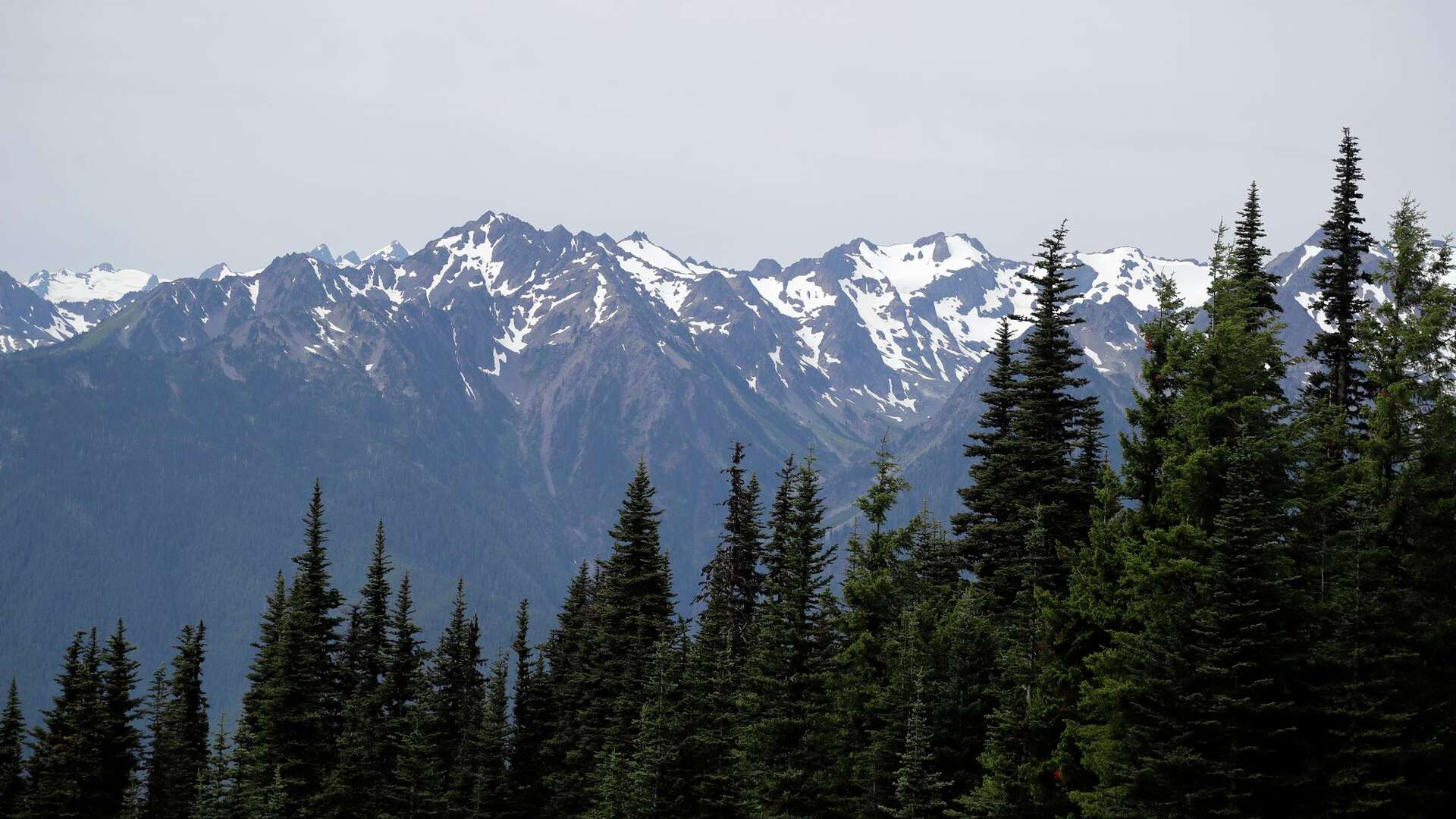 History of Cougar Encounters in Olympic National Park