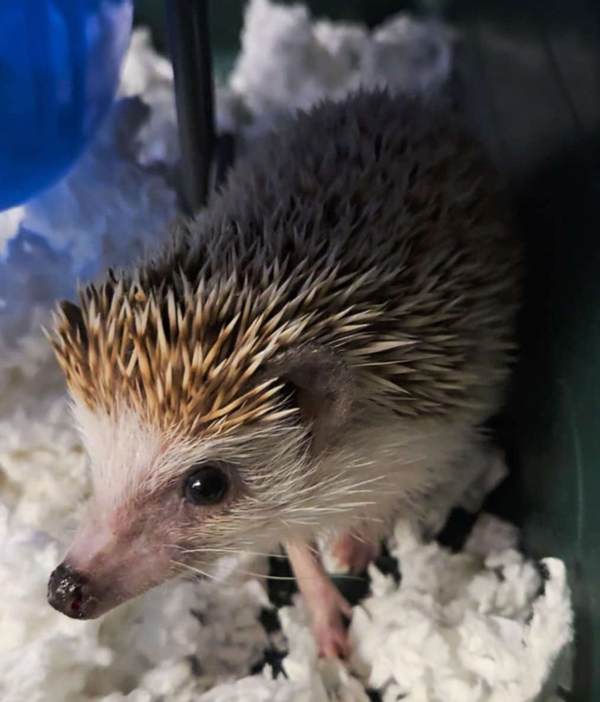 Big Rapids Community Library adopts new hedgehog pet