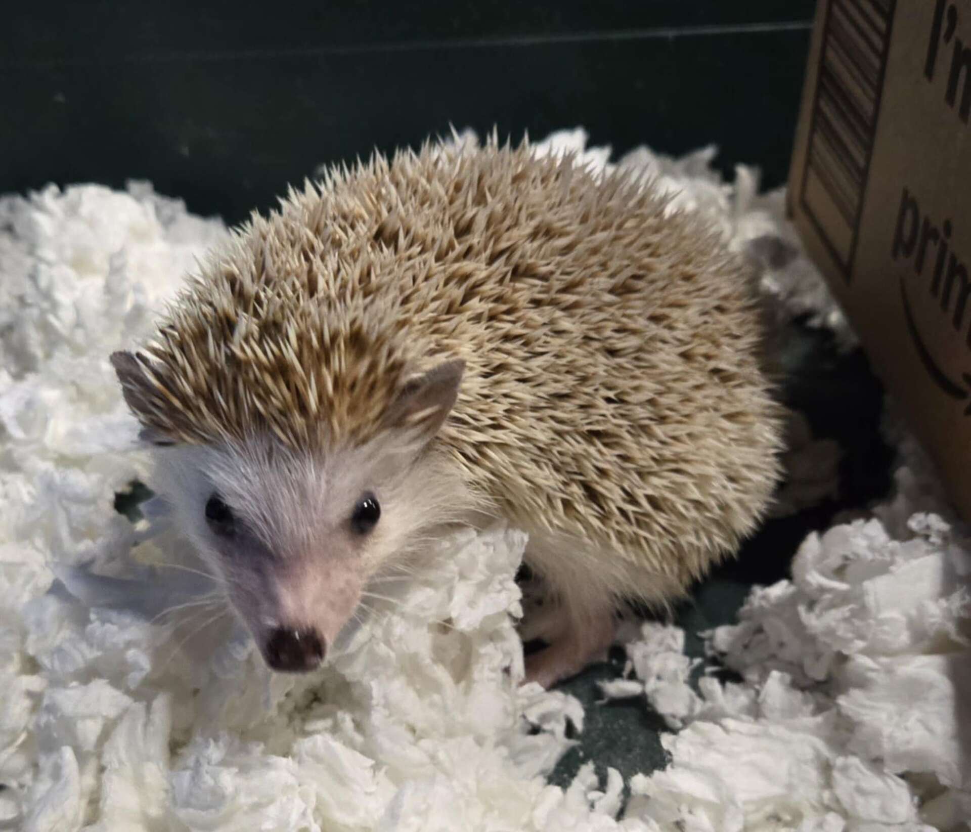 Big Rapids Community Library adopts new hedgehog pet