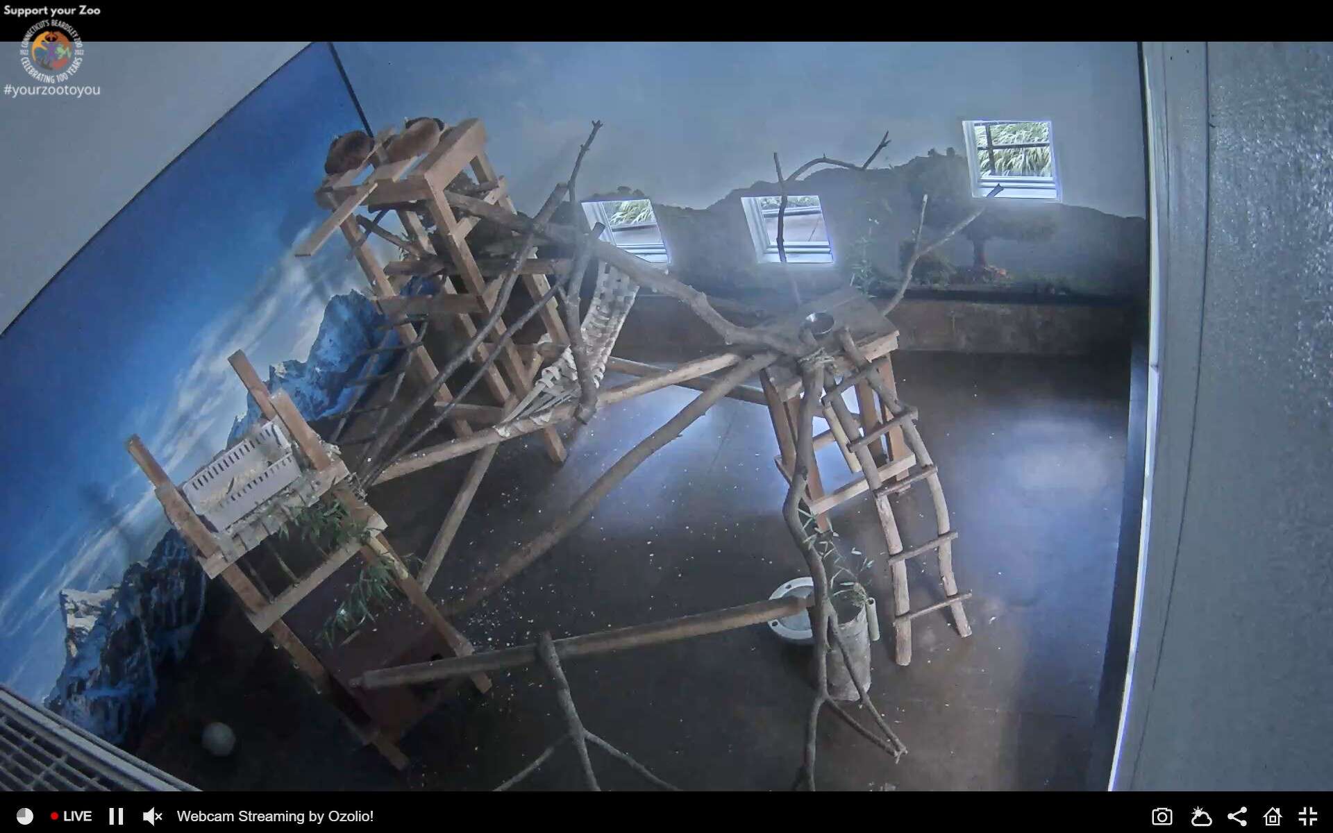 CT’s Beardsley Zoo welcomes ‘adventurous’ red panda Pilatus