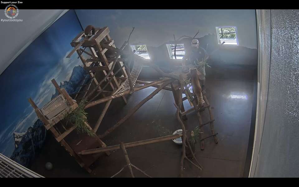 CT’s Beardsley Zoo welcomes ‘adventurous’ red panda Pilatus