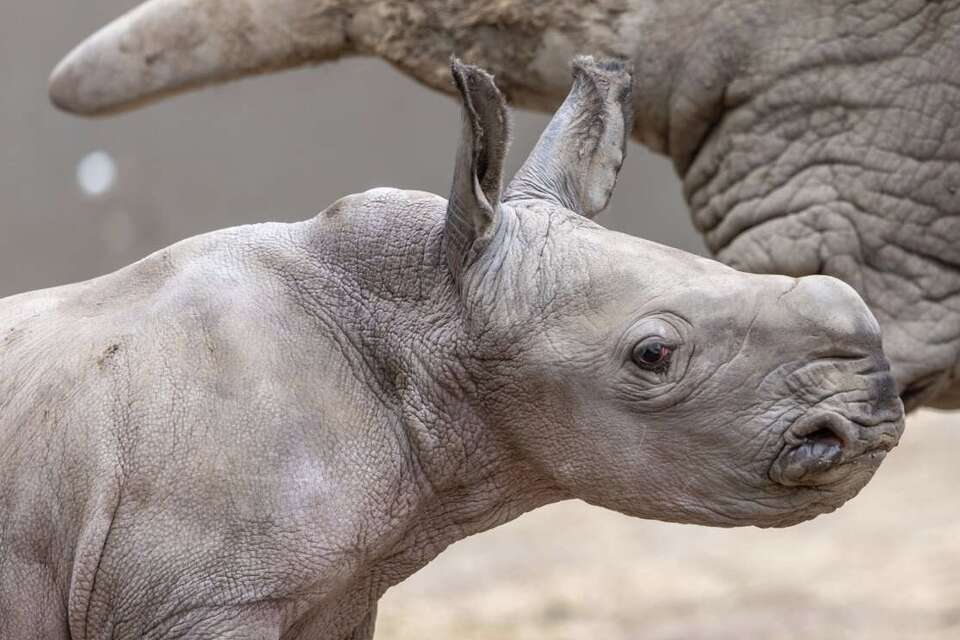 P. White Rhino PUP (from OC)【01】 ratio3x2_960.jpg