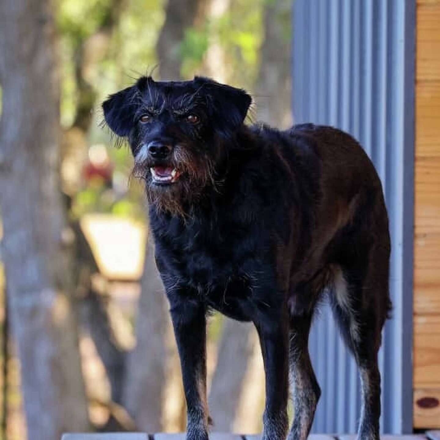 Austin food influencer reunited with his stolen dog