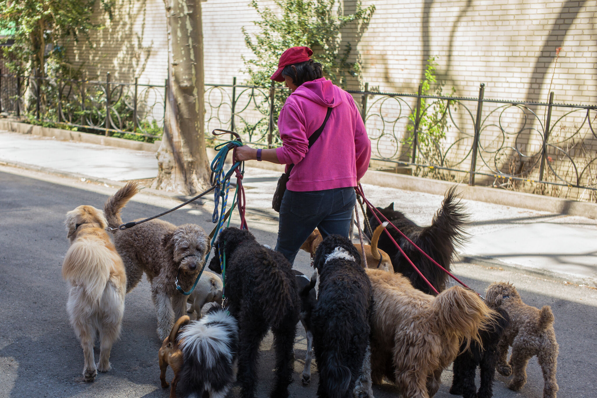 Wag, the pet care tech company once valued at ~$650M following a $300M investment from SoftBank Vision Fund in 2018, has filed for bankruptcy