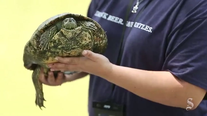 Find a mysterious box on the beach in Texas? Scientists say it has to ...