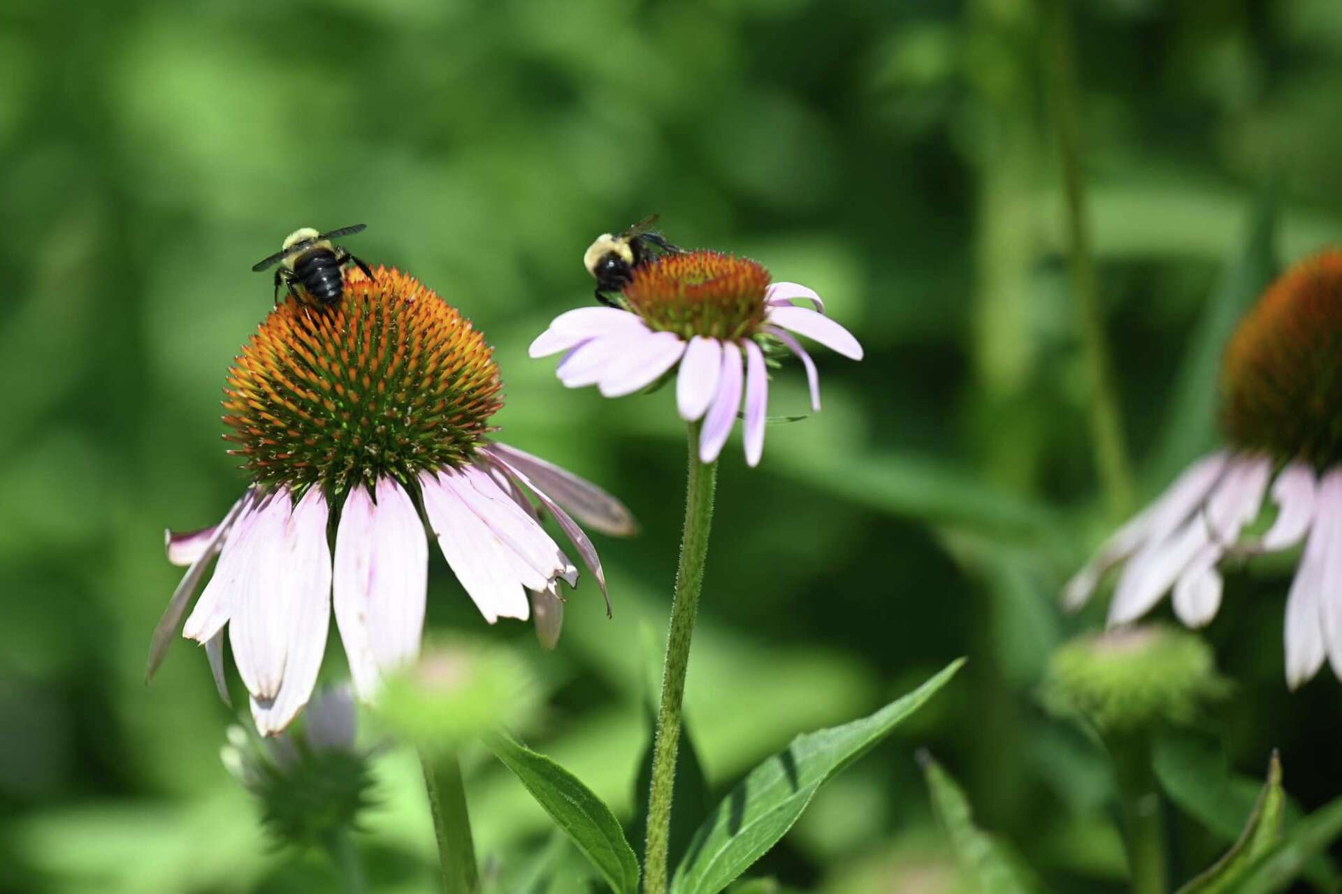 Spring Pollenators Saratoga Springs pollinator garden alive with bees, birds, butterflies