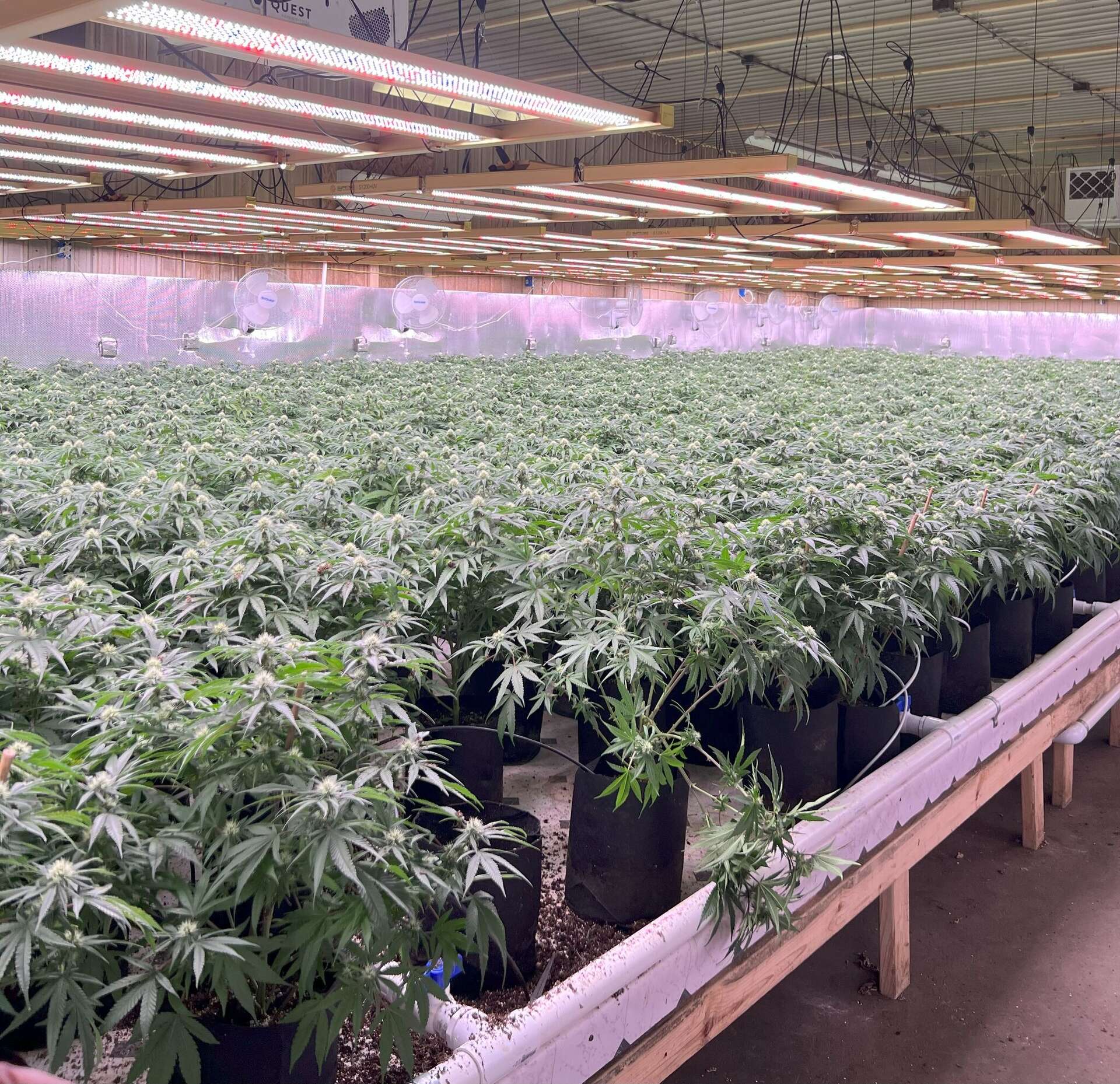 Police seize $10M in illegal marijuana from Lake County grow