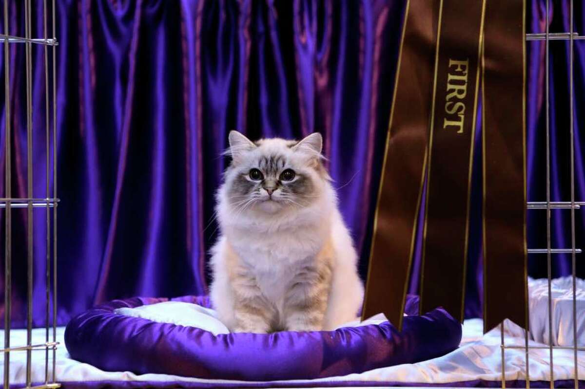 BIRMINGHAM, ENGLAND - NOVEMBER 20: A Tabby Point Birman Kitten named 'Felonie The Full Monty' sits next to his first place rosette after being exhibited at the Governing Council of the Cat Fancy's Supreme Cat Show held in the NEC on November 20, 2010 in Birmingham, England. The one-day Supreme Cat Show is one of the largest cat fancy competitions in Europe with 1196 cats being exhibited. This year's show is celebrating 100 years of the Governing Council of the Cat Fancy; exhibitors are aiming to have their cat named as the show's 'Supreme Exhibit' from the winners of the individual categories of: Persian, Semi-Longhair, British, Foreign, Burmese, Oriental and Siamese. (Photo by Oli Scarff/Getty Images)