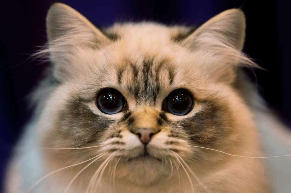 BIRMINGHAM, ENGLAND - NOVEMBER 20: A Tabby Point Birman Kitten named 'Felonie The Full Monty' sits in its pen after being exhibited at the Governing Council of the Cat Fancy's Supreme Cat Show held in the NEC on November 20, 2010 in Birmingham, England. The one-day Supreme Cat Show is one of the largest cat fancy competitions in Europe with 1196 cats being exhibited. This year's show is celebrating 100 years of the Governing Council of the Cat Fancy; exhibitors are aiming to have their cat named as the show's 'Supreme Exhibit' from the winners of the individual categories of: Persian, Semi-Longhair, British, Foreign, Burmese, Oriental and Siamese. (Photo by Oli Scarff/Getty Images)