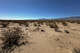 Creosote bushes spread far across the Mojave Desert in Johnson Valley, Calif.