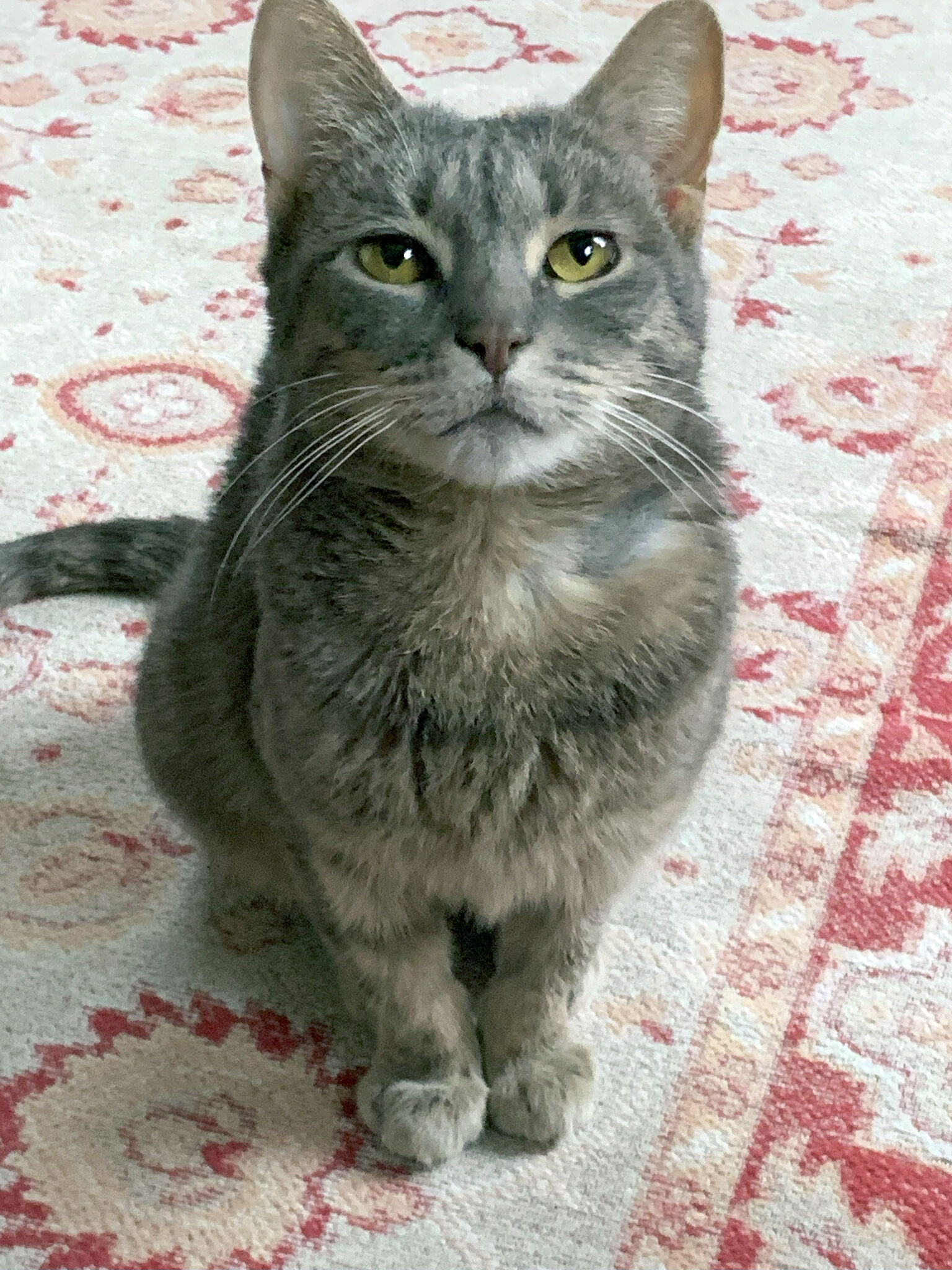 A Chance for Love Rescue seeks to open cat shelter in Branford