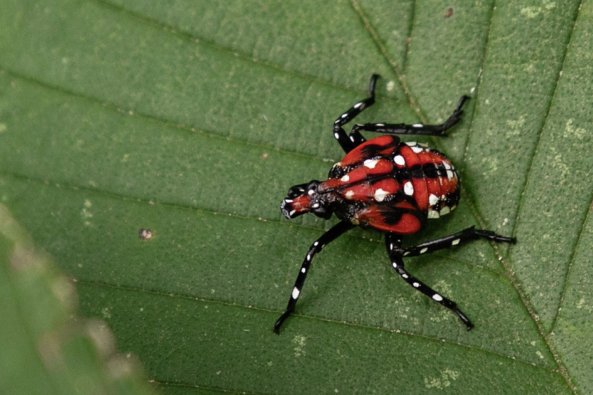 Spotted lanternflies have infested seven of CT's eight counties