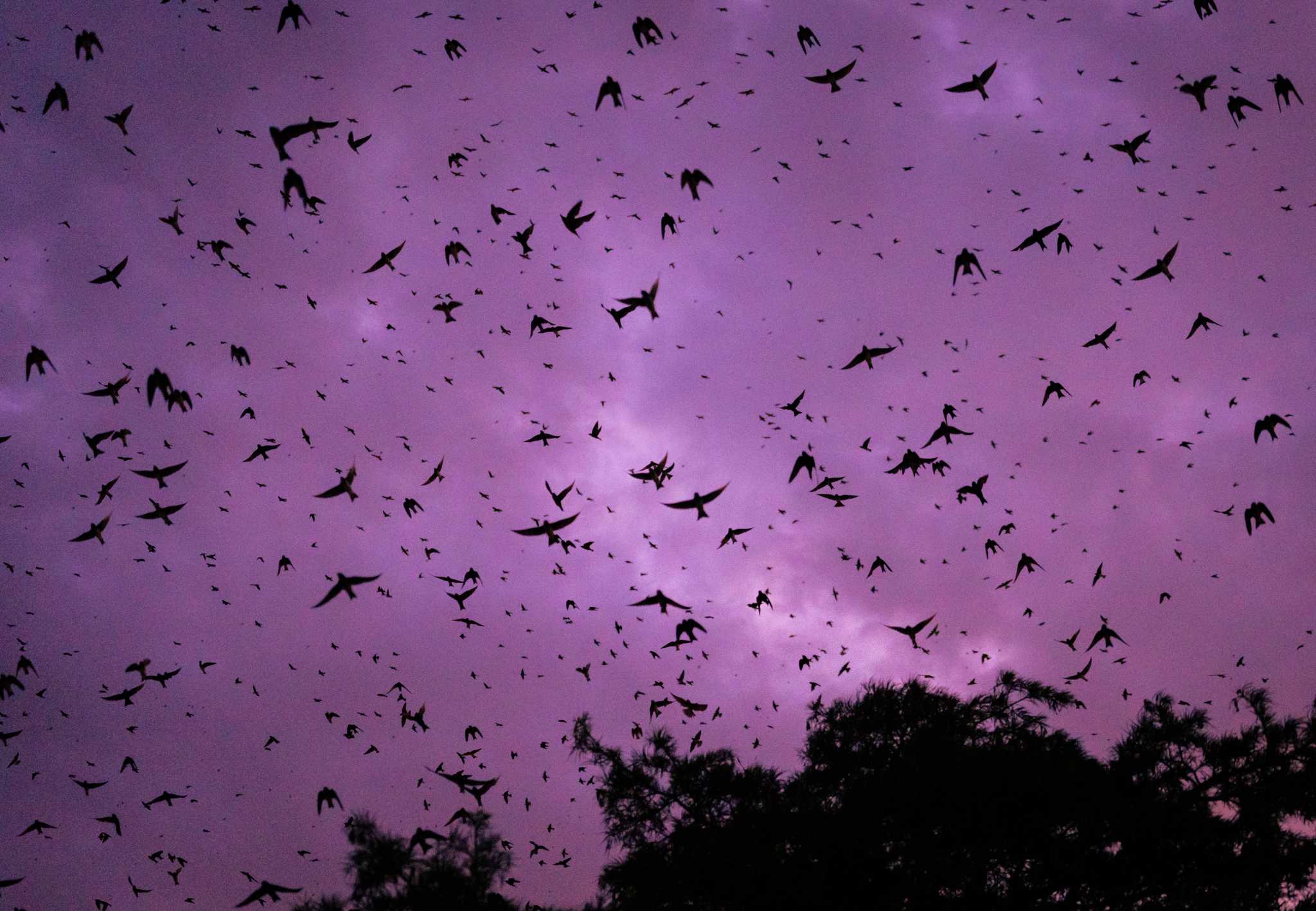 Travis Audubon says Round Rock purple martin parties are back on