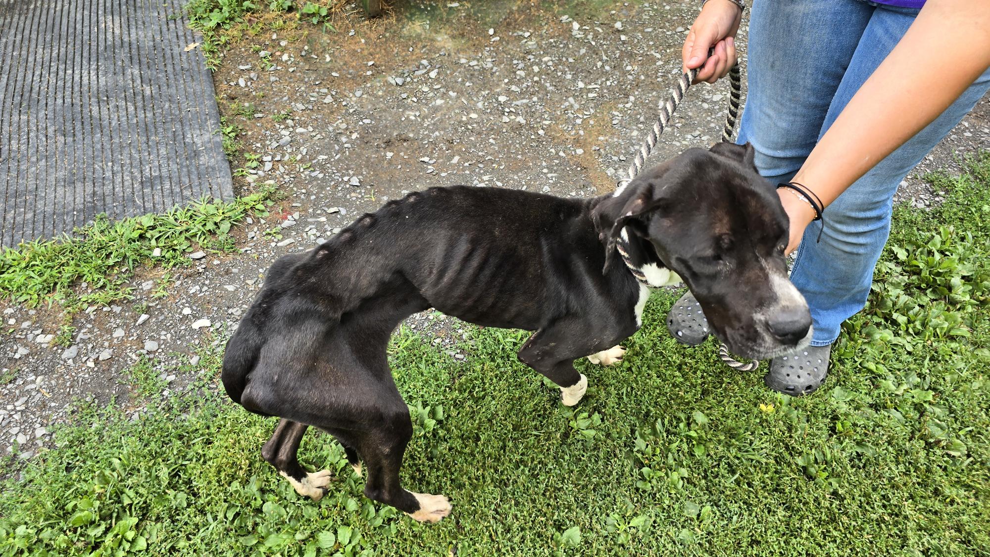 Reward offered after starving dog, now named Petal, found in Hudson