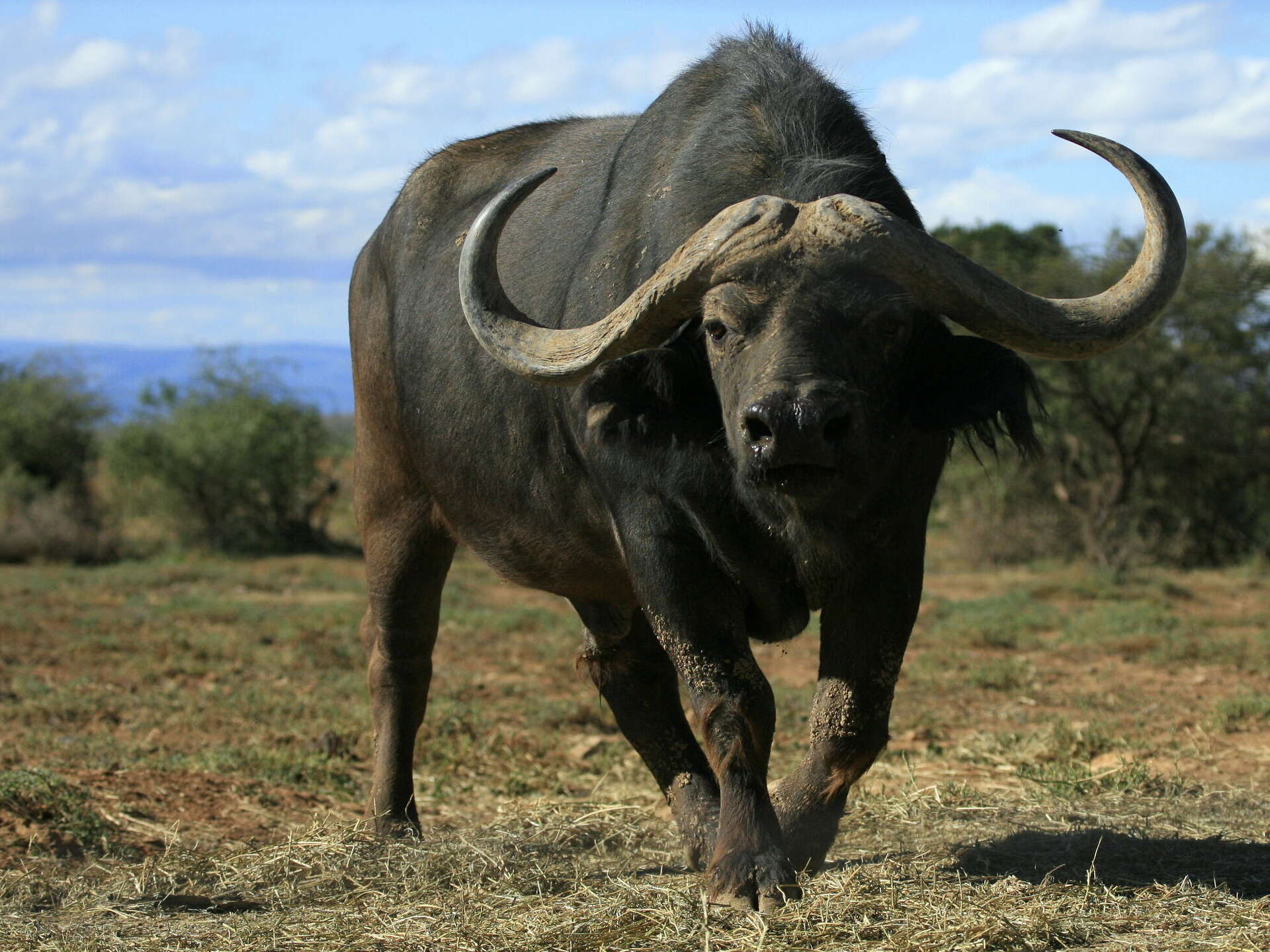 Texas millionaire hunter gored to death by buffalo in South Africa