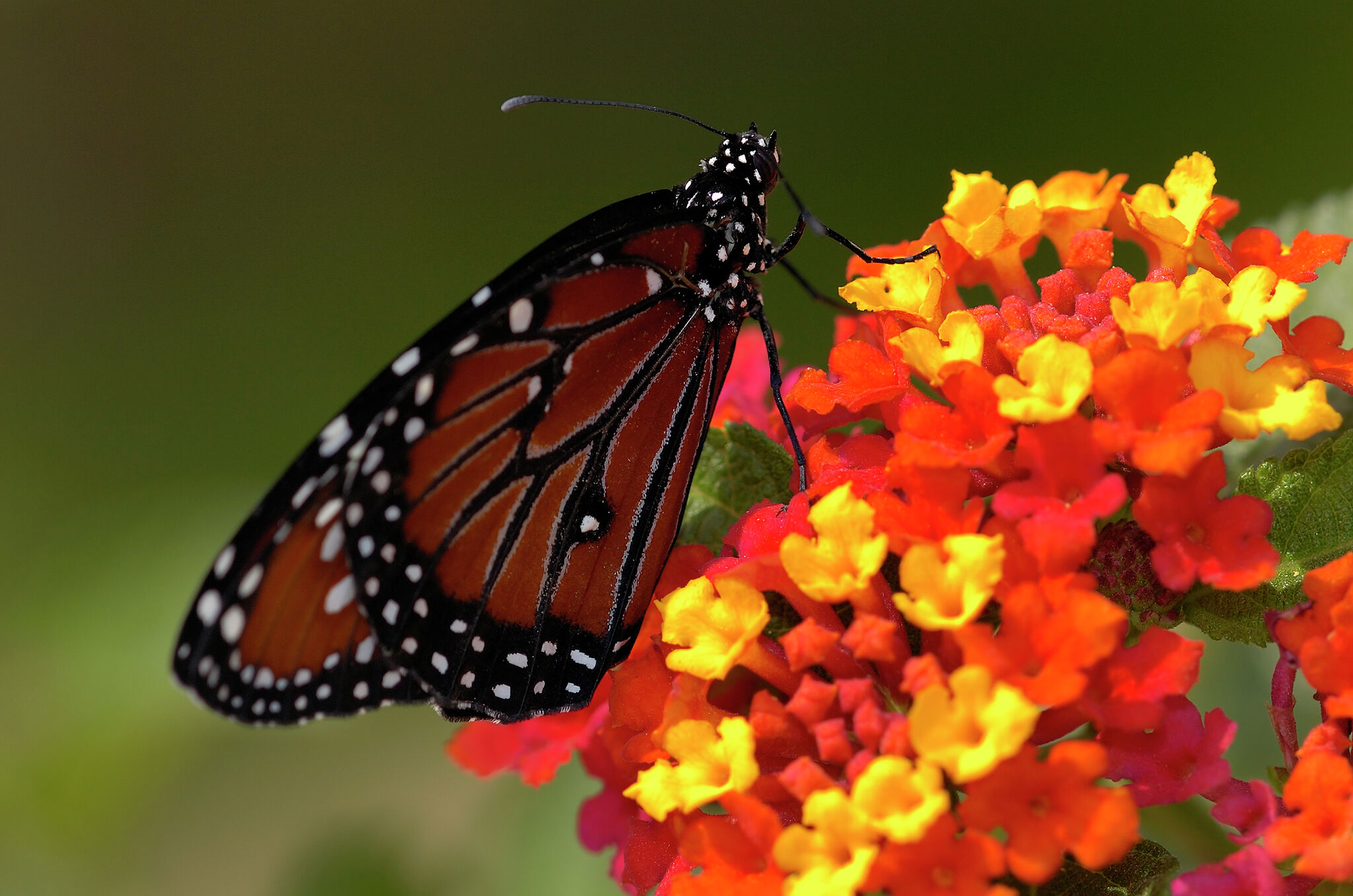 Attract queen, swallowtail and more butterflies to your garden
