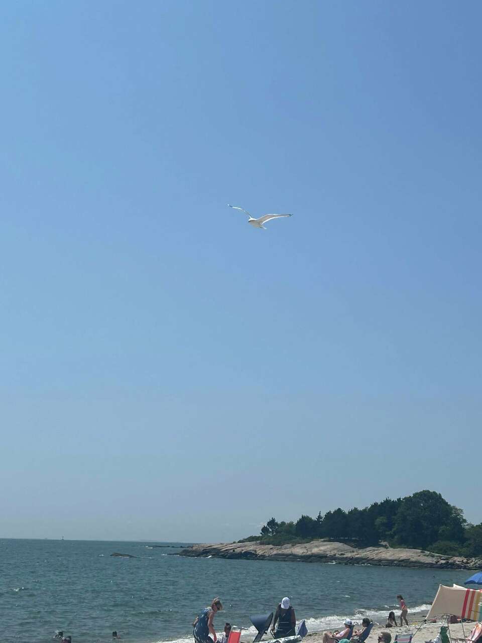 'Today' show spotlights Cecil the seagull 'terrorizing' CT beach