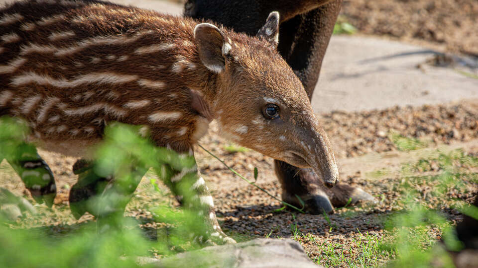 South America’s Pantanal at the Houston Zoo just got a whole lot cuter after welcoming a baby Baird’s tapir.