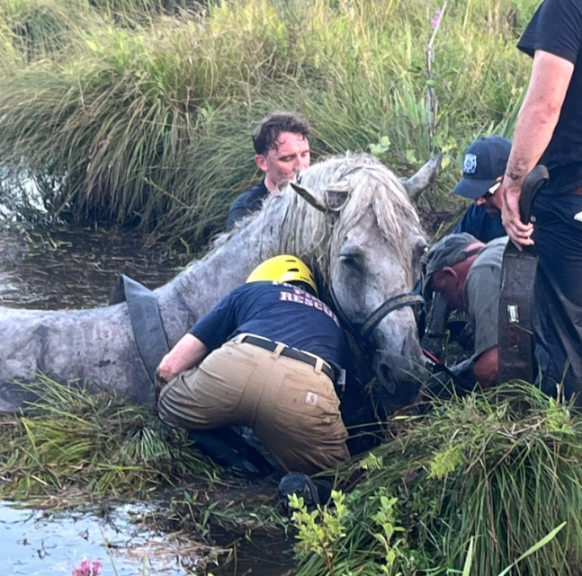Horse rescued after getting stuck in Thompson swamp, officials say