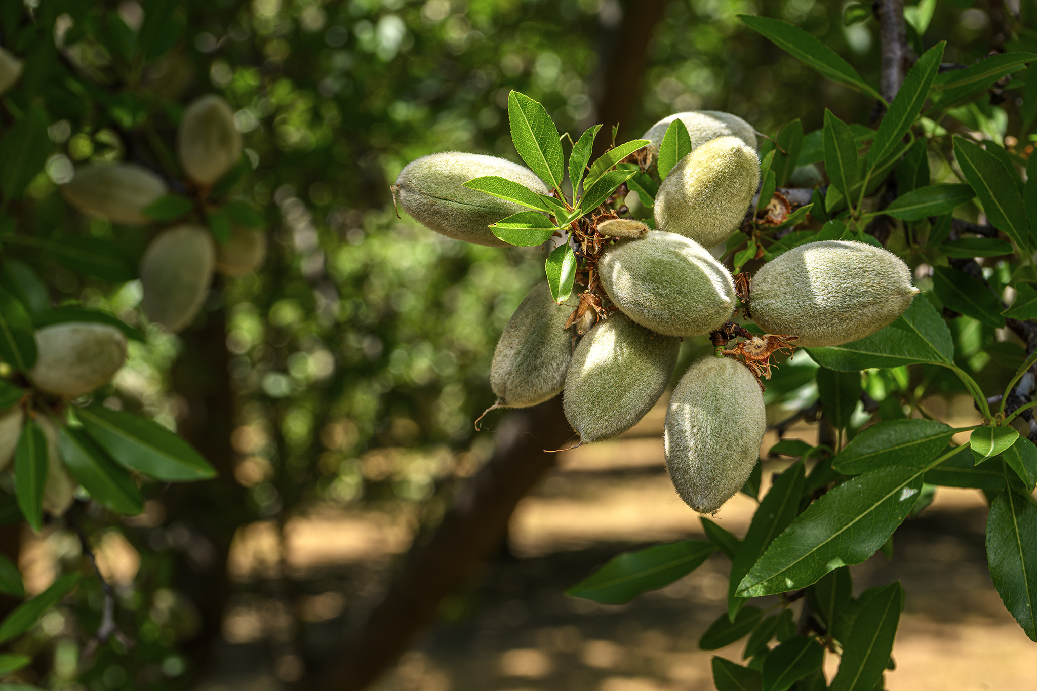 California almond farms are facing a $310M rat problem
