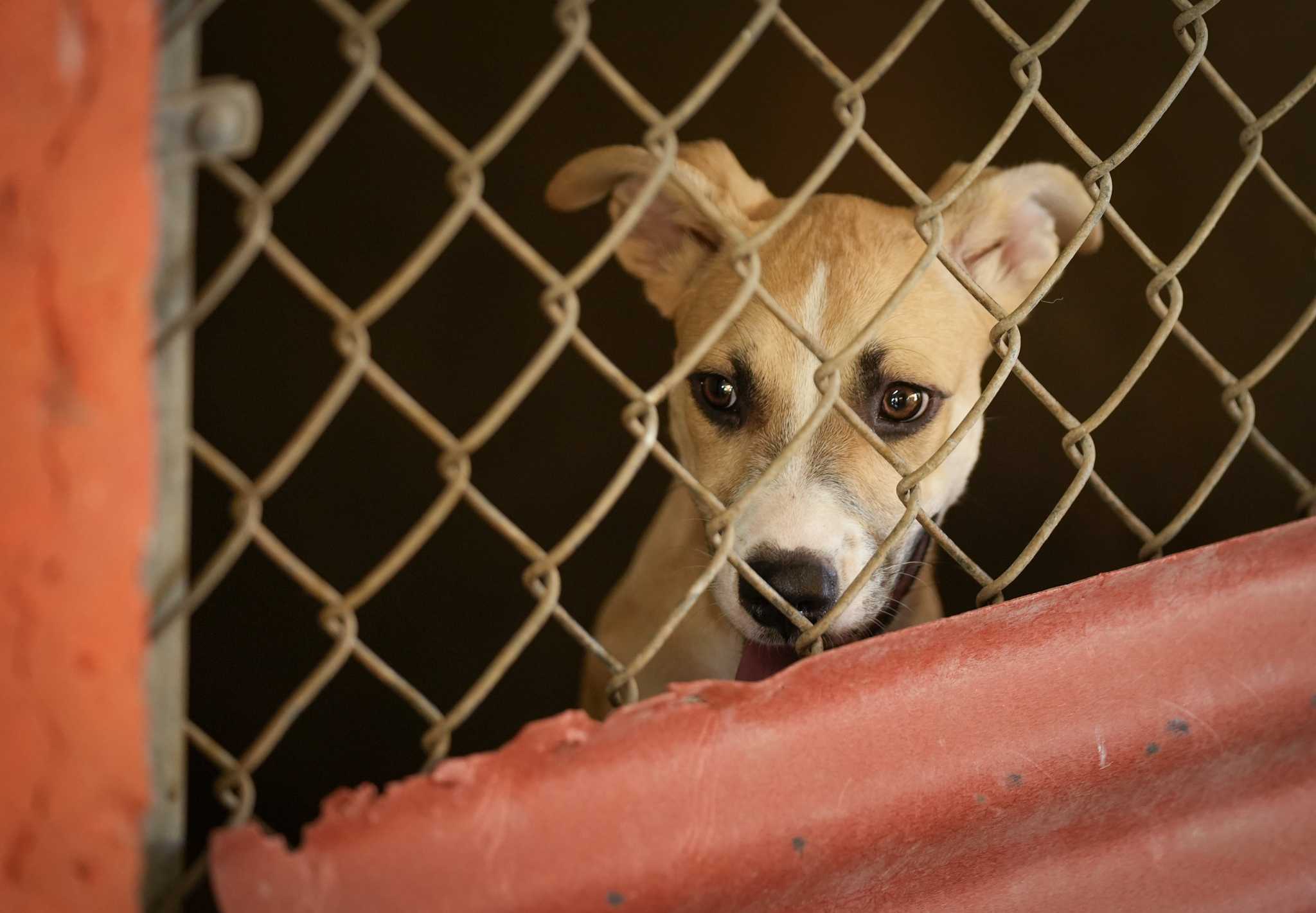 Austin Pets Alive rescues dogs from Texas floodwaters, takes in 270 an