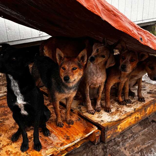 Freedom Ranch closes after abuse allegation; no investigation launched