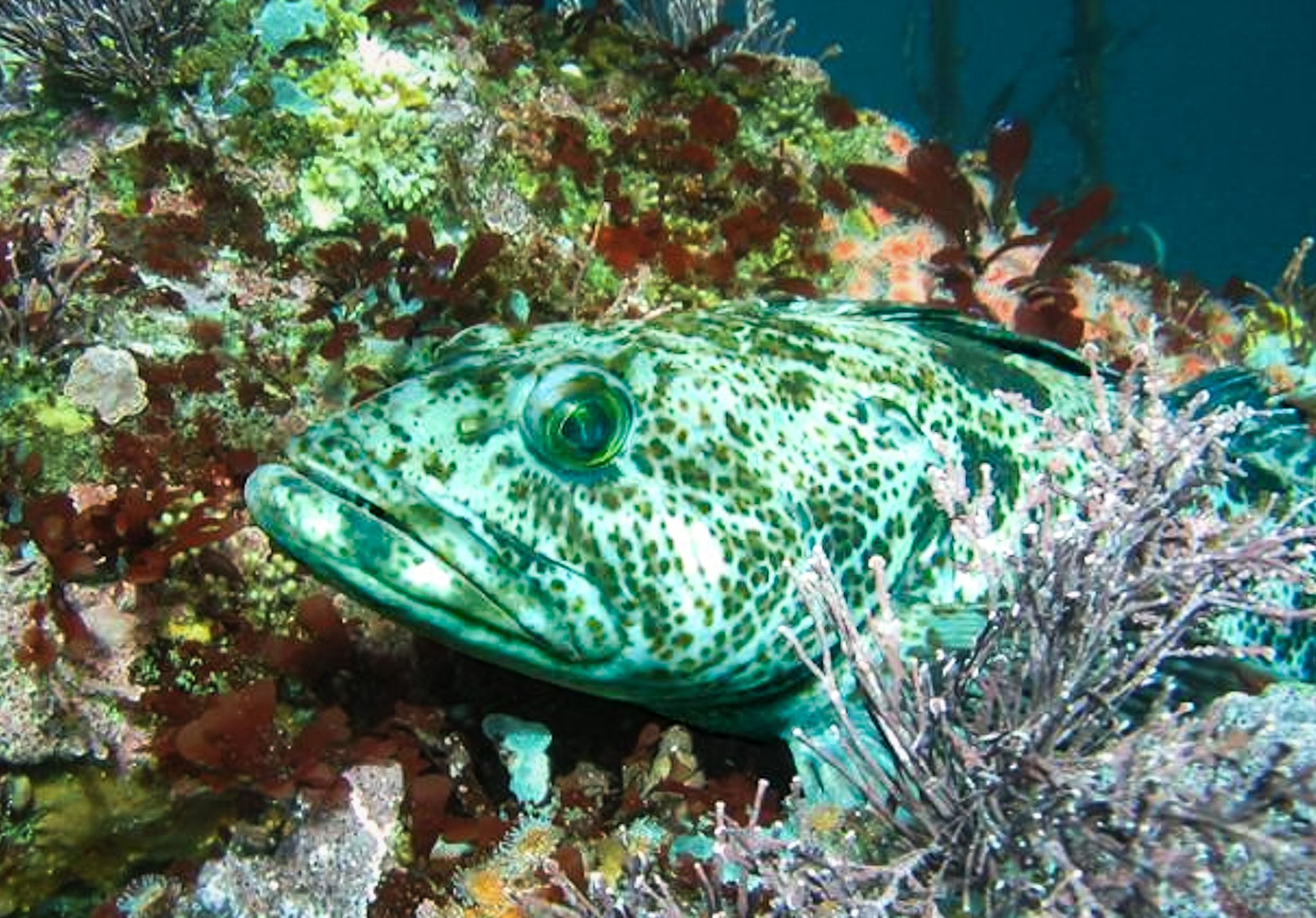 Mendocino Co.: Caspar Hosts King Of Norcal Spearfishing Competition On ...
