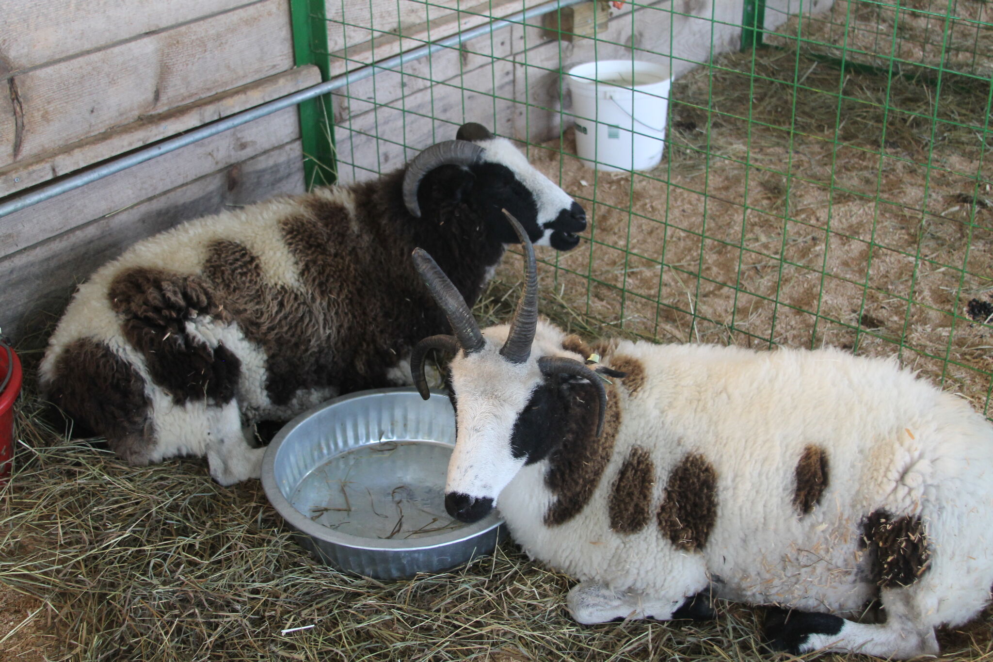 Manistee County Fair marking 155 years with rides, contests and new attractions