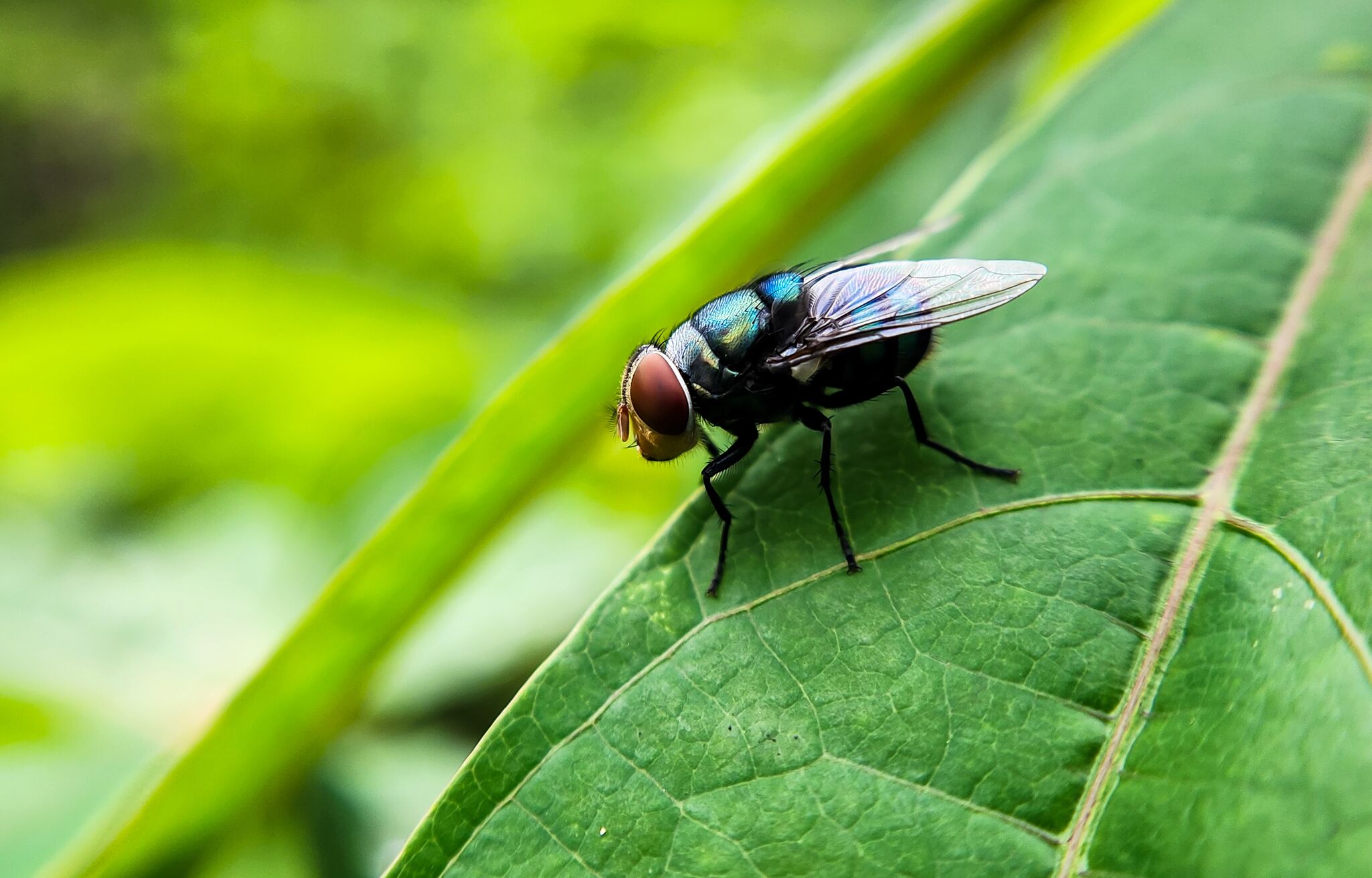 Screwworm Outbreak Spreads as USDA Shifts Blame to Previous Administration