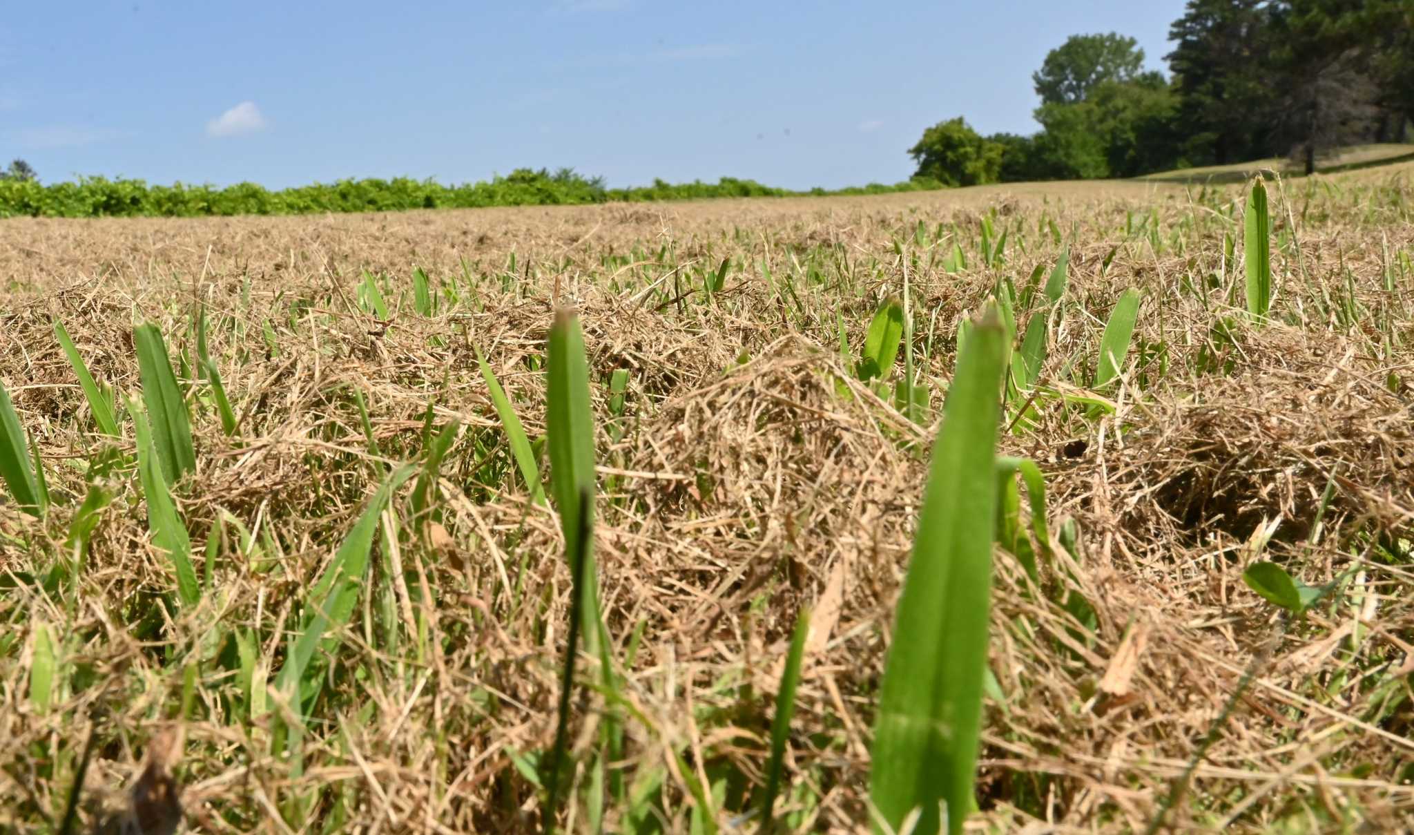 Rising risk of wildfires as drought deepens in Northeast
