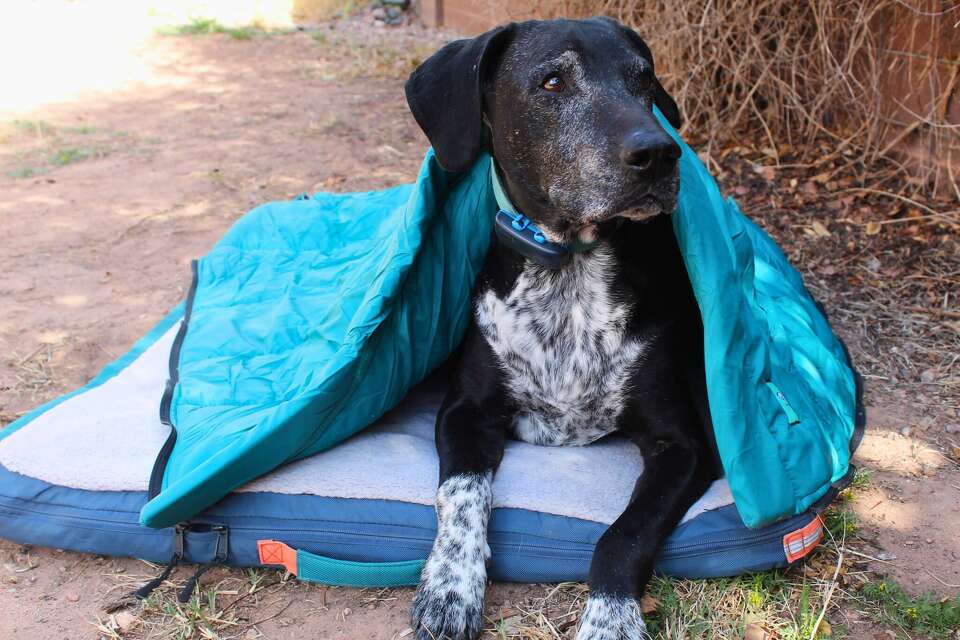 casual dress up dog bed Louisdog | Dog Beds | Dog Clothes