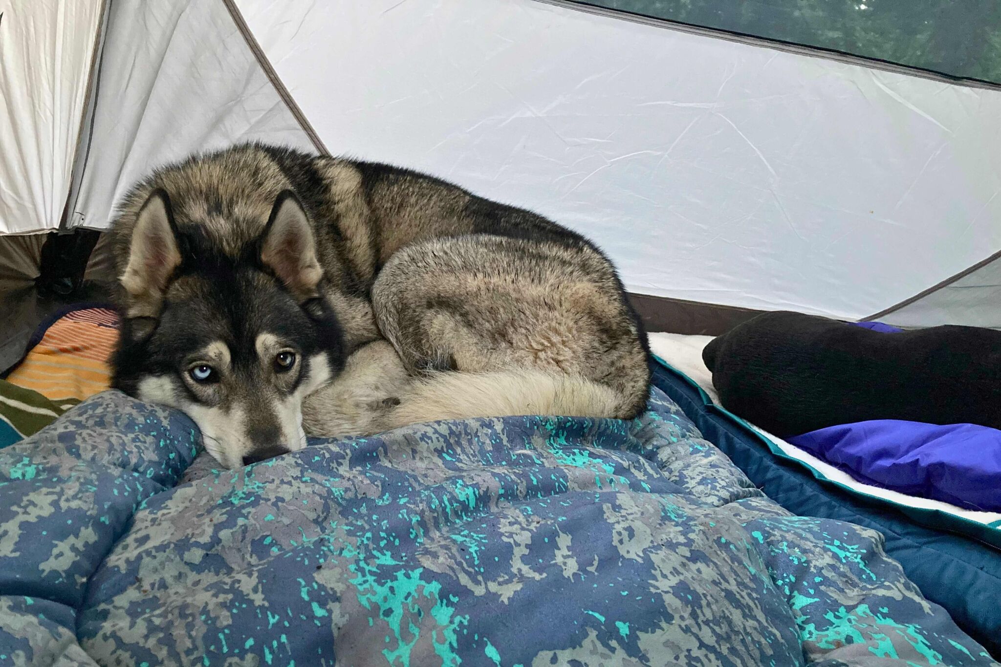 Dogs Getting Tested Best camping gear for dogs and cats: Outdoor pet essentials tested