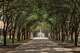 A tree-lined walkway at the Edinburg campus of UTRGV.